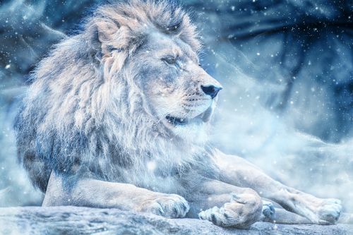 lion snow lying down