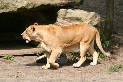 lion zoo münster