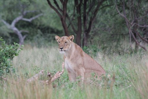 lion lioness africa