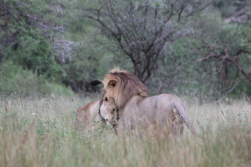 lion lioness couple