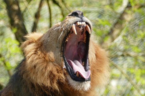 lion teeth wild