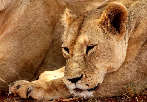 lion tsavo national park