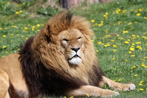 lion mane animal