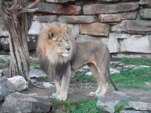 lion carnivore big cat