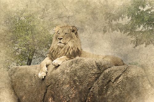 lion lying down rock