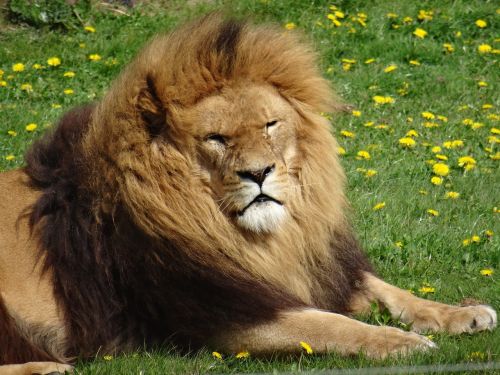 lion yorkshire wildlife park lazing i'm the sun