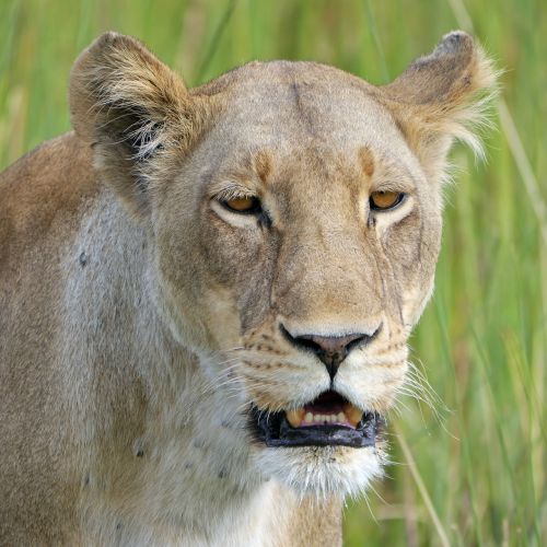 lion safari lioness