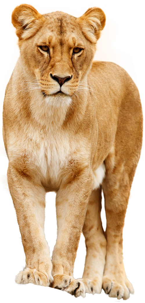lion cat predator