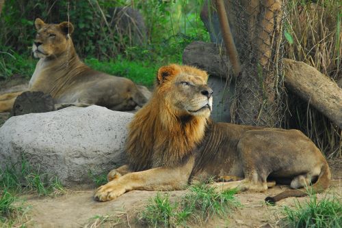 lion ryan animal king