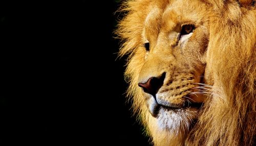 lion wild animal dangerous