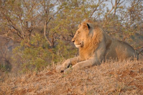 lion africa nature