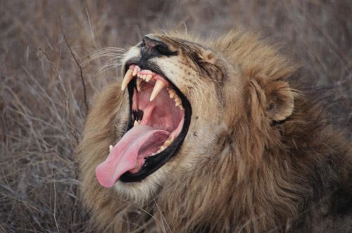 lion yawn south africa