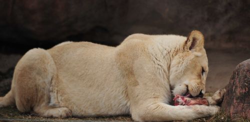 lion white zoo