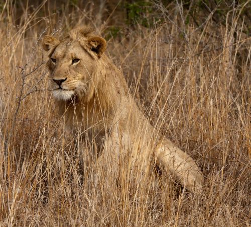 lion south africa savannah