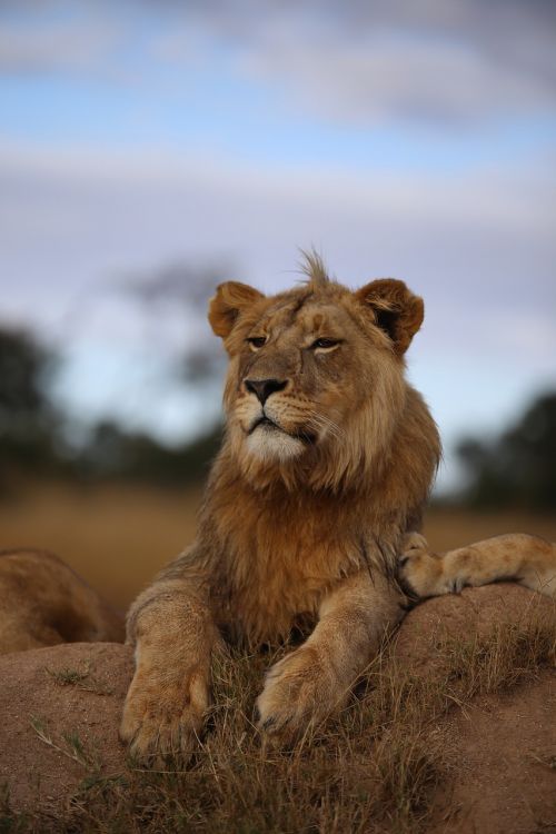 lion grassland africa