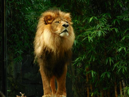 lion lion king animal