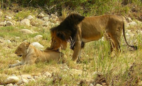lion lioness safari