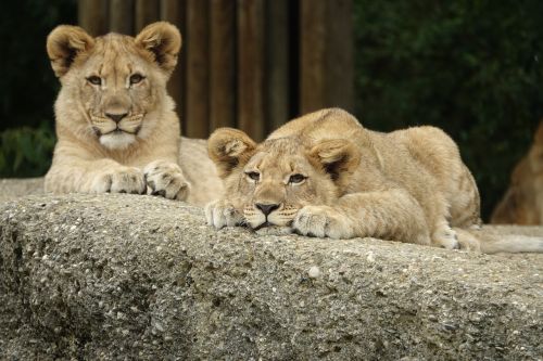 lion young animal sleep