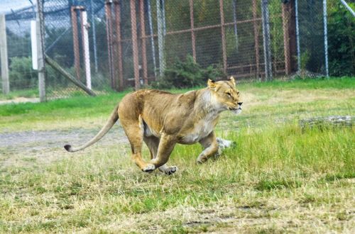 lion wildlife cat