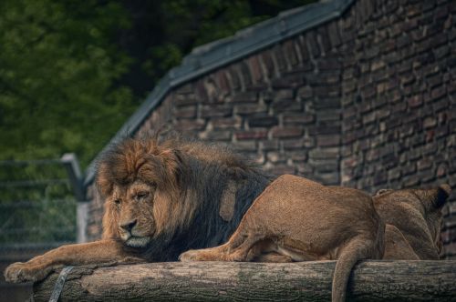 lion zoo cat