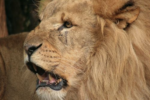 lion zoo africa