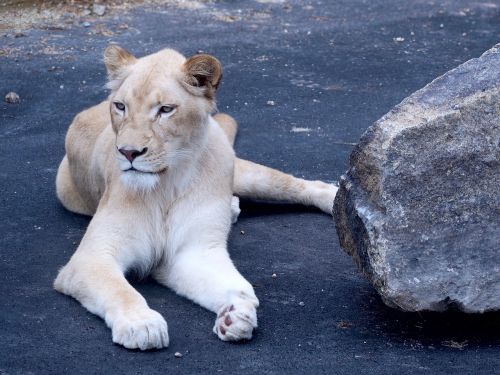lion white lion white
