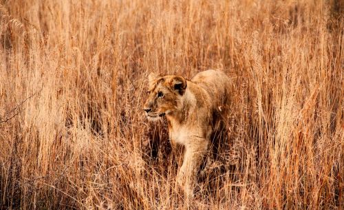 lion animal wildlife