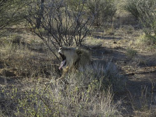 lion yawn predator