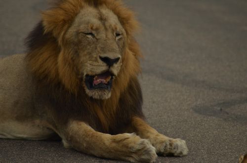 lion africa safari