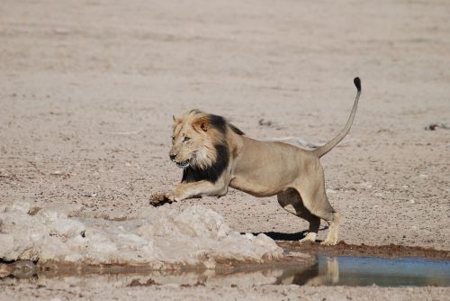 lion south africa safari