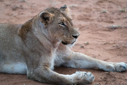 lion animal zoo