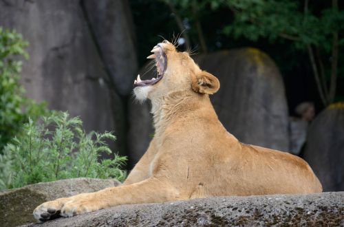 lion yawn yawning