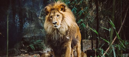 lion animal zoo