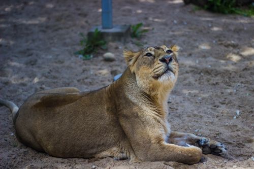 lion wildlife nature