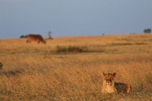 lion eland kenya