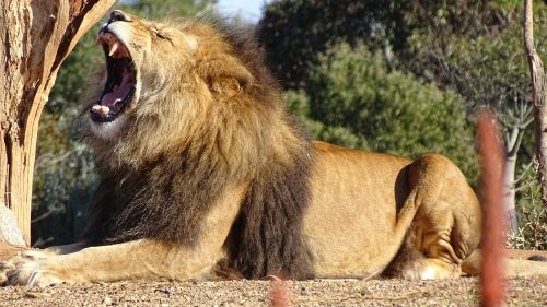 lion roaring lion big-cat