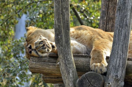 lion female lioness