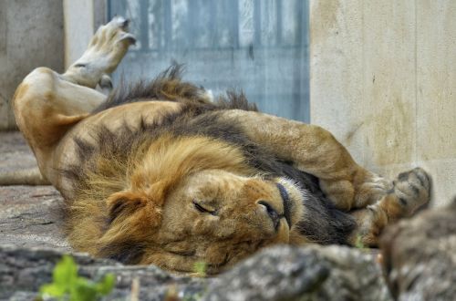 lion male cat