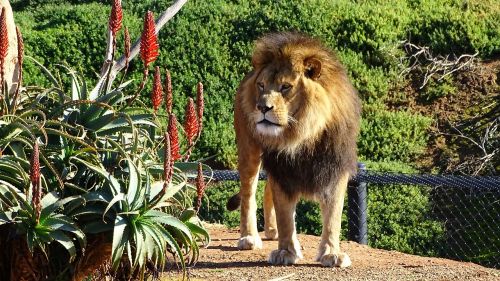 lion mane cat