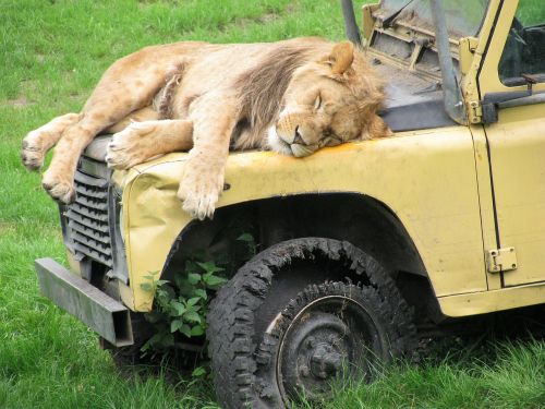 lion safari animals