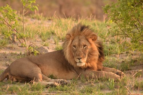 lion botswana africa