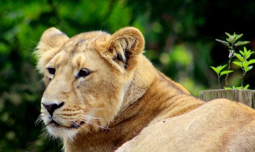 lion zoo cat