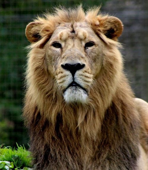 lion zoo cat