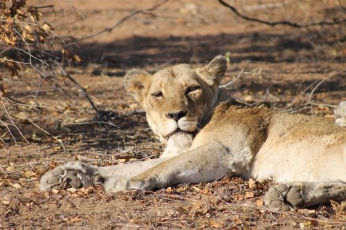 lion lioness africa