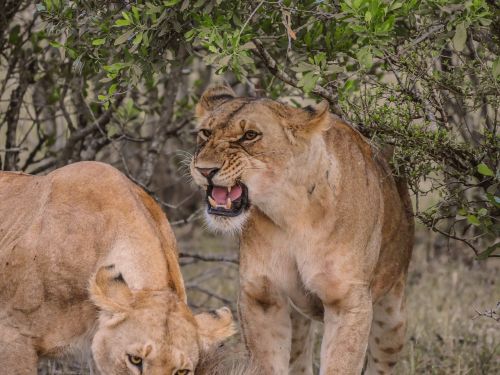lion aggressive threat