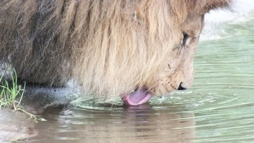 lion drink zoo