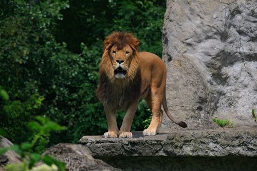 lion animal nature