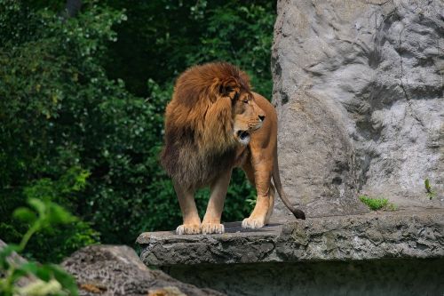 lion animal nature