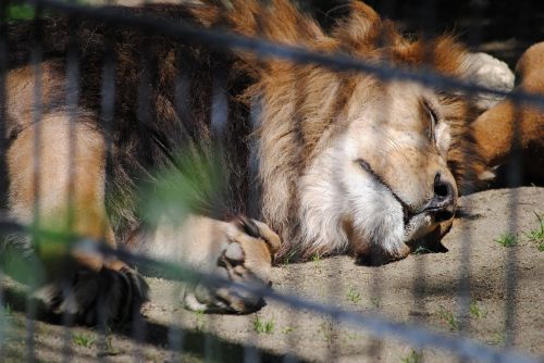 lion zoo animal