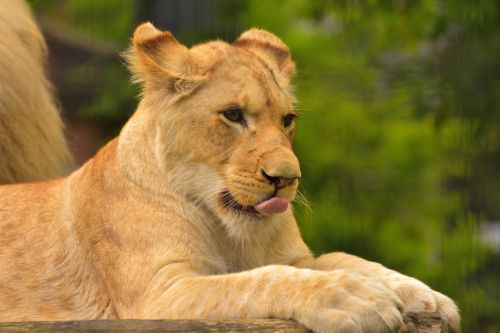 lion young tongue